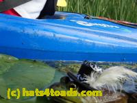 /home//u458753944/public_html/sourcegallery//Frogs/More bullfrogs/P8180195.JPG